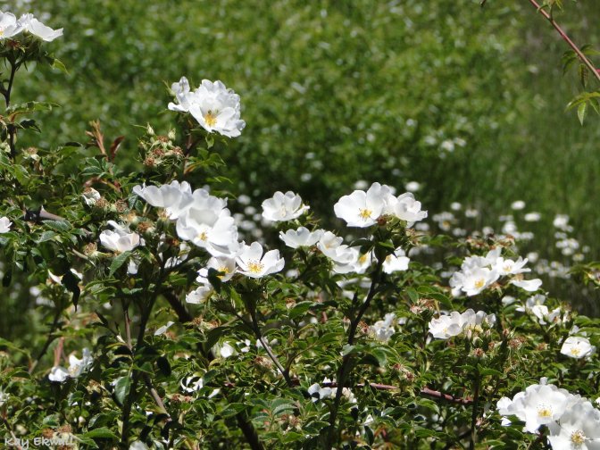 Wild white  Roses